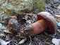 Neoboletus praestigiator (Neoboletus praestigiator), Zemplén